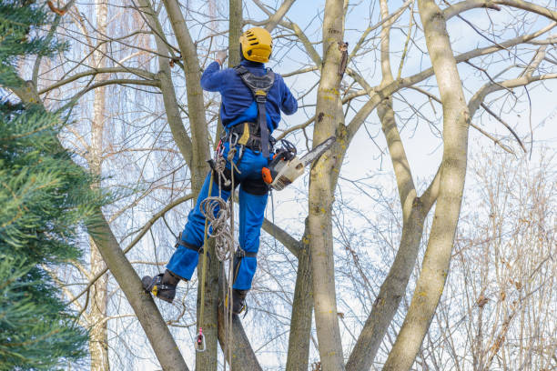 Professional Tree Services in Wyandanch, NY
